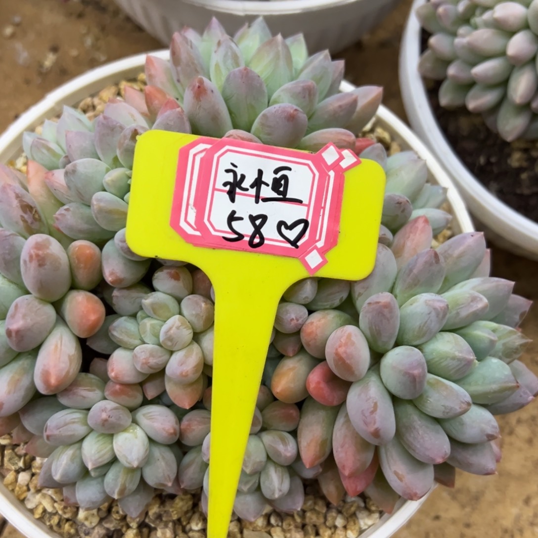 永***爱永恒58、                   