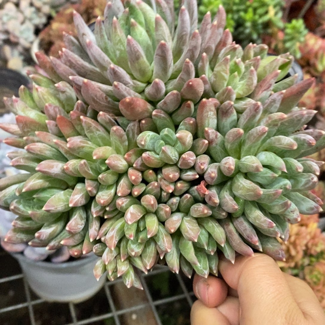 炫彩星多头群生带盆土