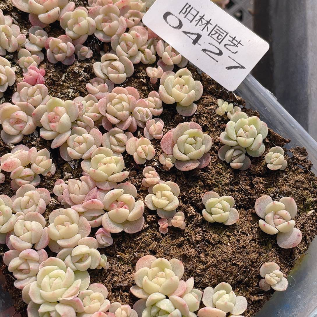 晓***肉多肉植物多肉植物427