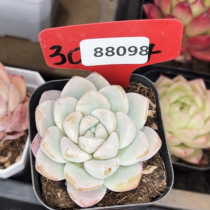 霏***的糖心。    88098号。  