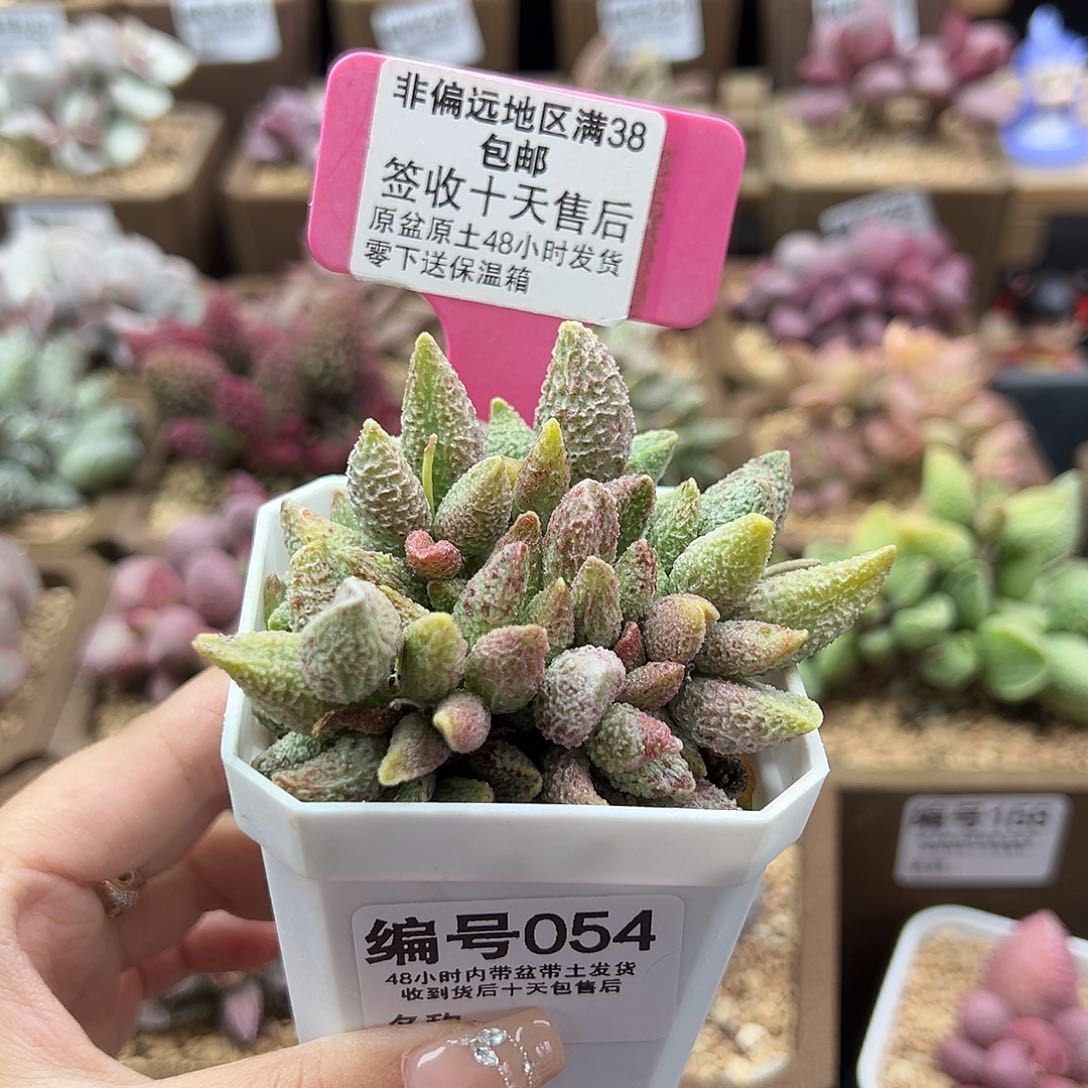 054七彩仙女多肉植物