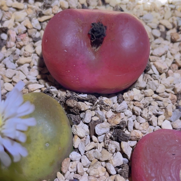 45586586868969666696555