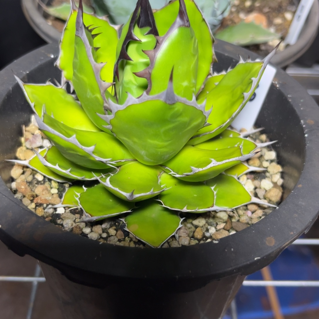 霍利达多肉绿植盆栽