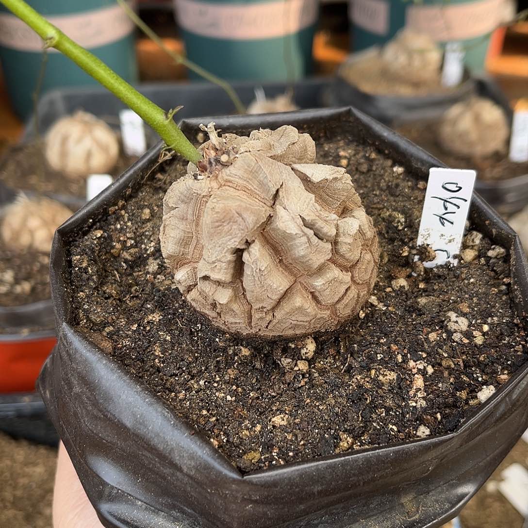 044南非块根龟甲龙