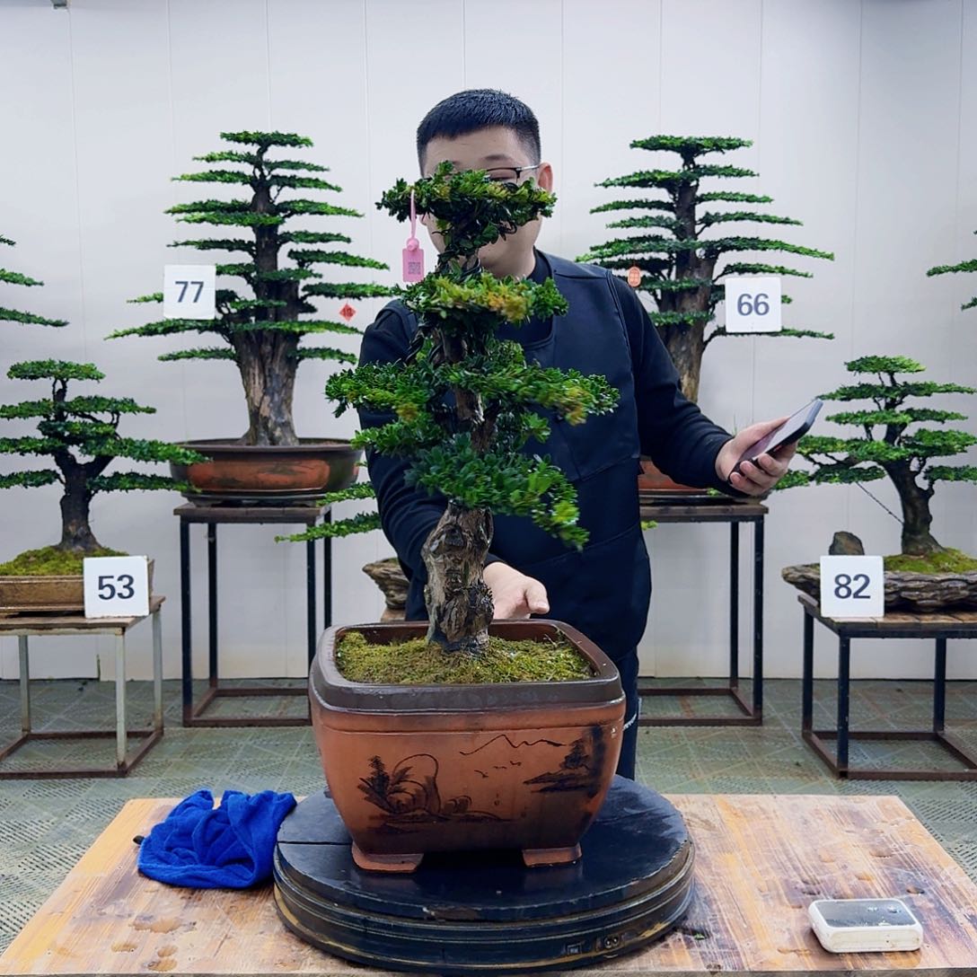 盆景罗汉松造型盆景