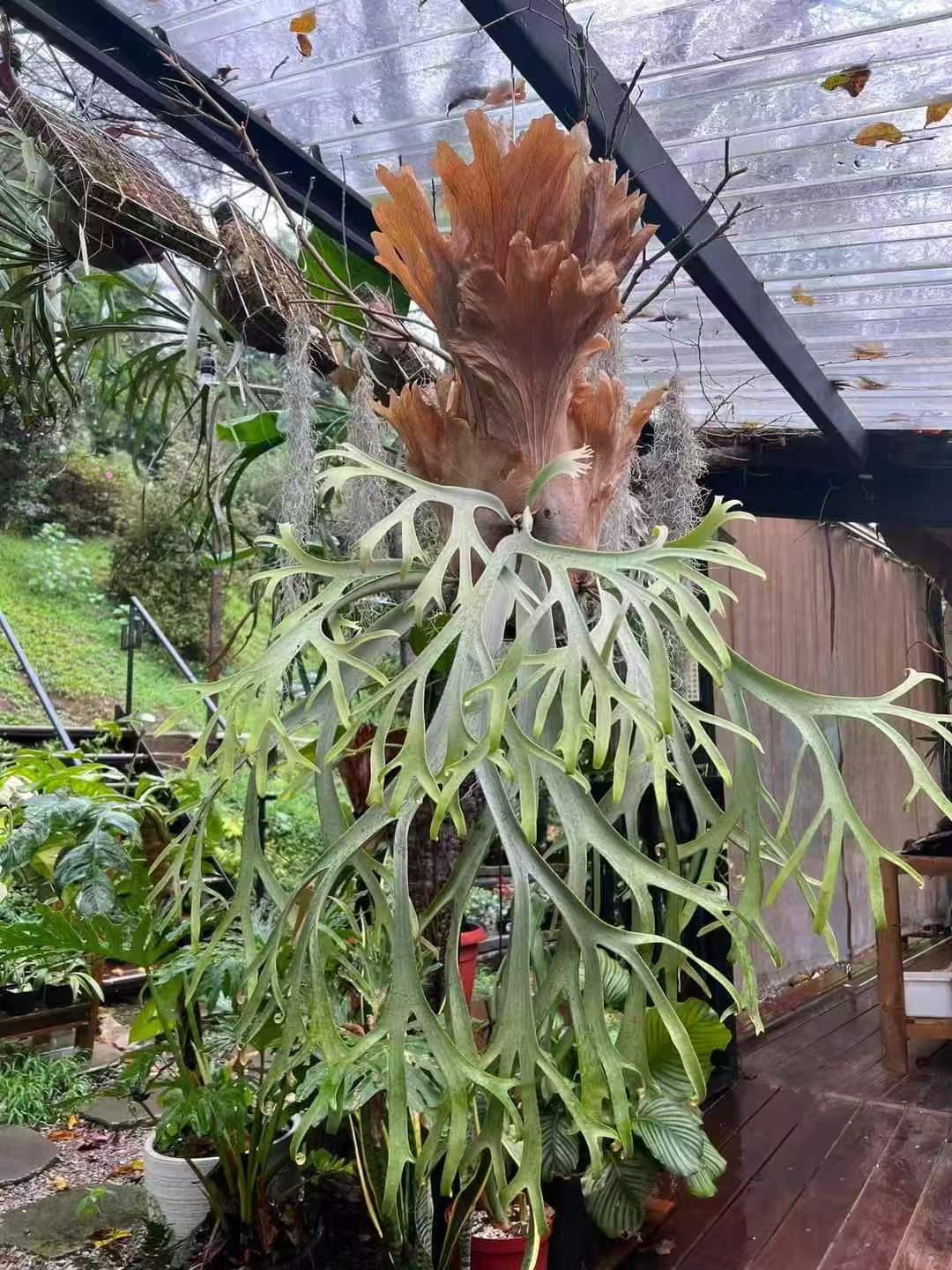 波哥苏丹小皇冠杂交孢子苗8cm盆苗