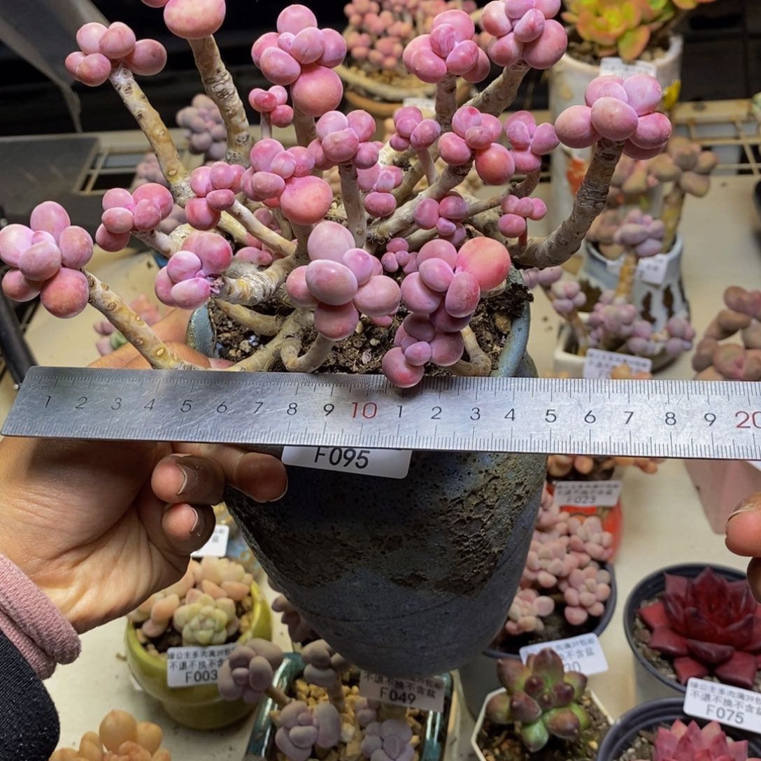 095腰子桃蛋多肉有断枝