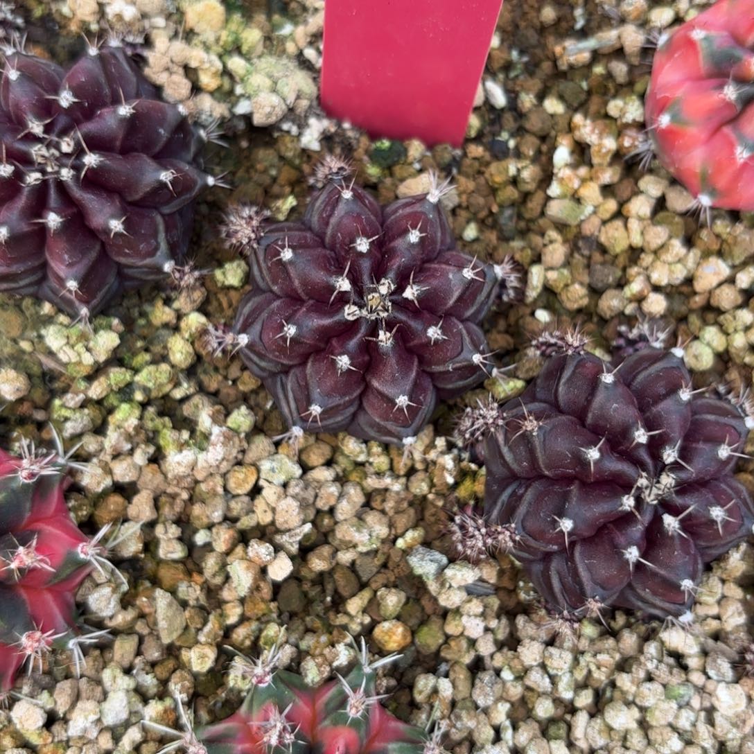 92-1223泰国发货多肉