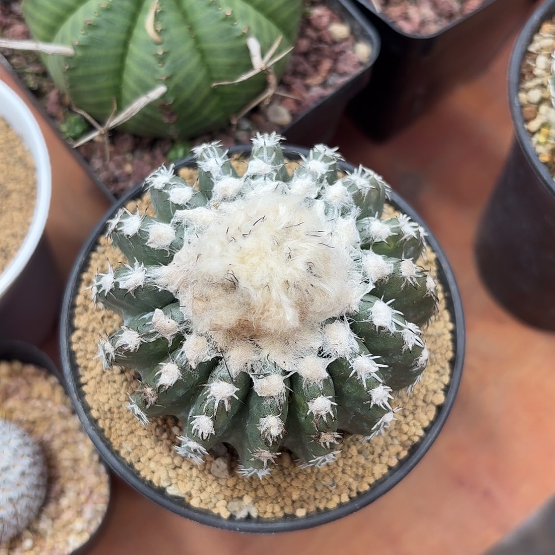 辷***雪奇特球仙人球1234