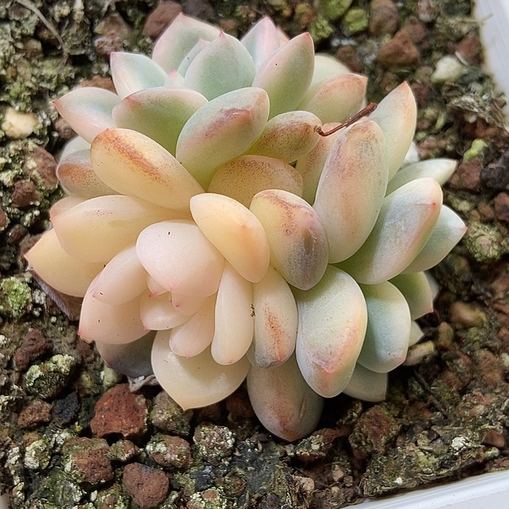 多肉植物星影6110