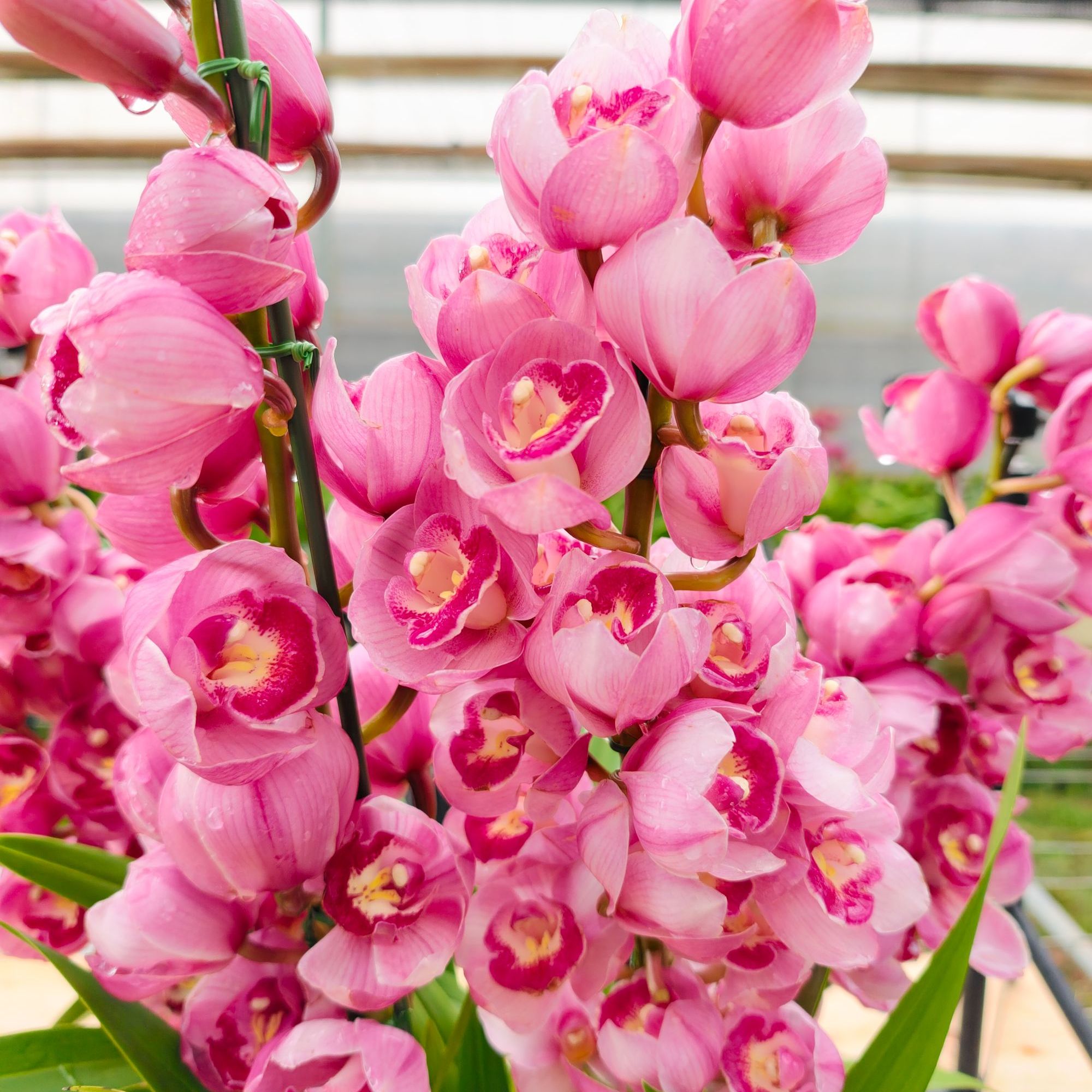 芭比公主 5枝剑 大花蕙兰 年宵花 室内阳台 花苞发货 190盆（1430）