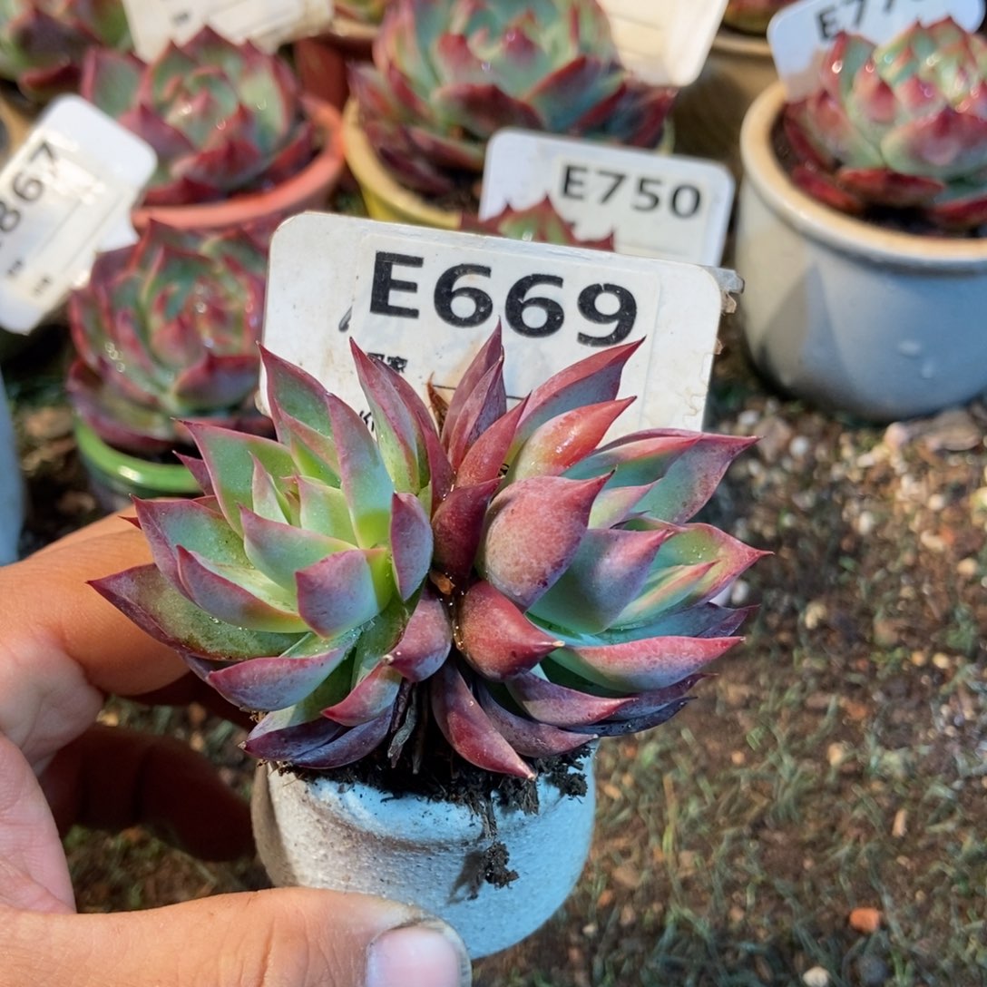 惊鸿一瞥669号多肉