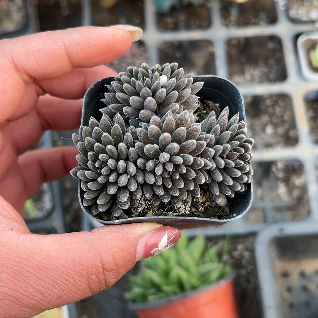 多肉植物颠石莲群