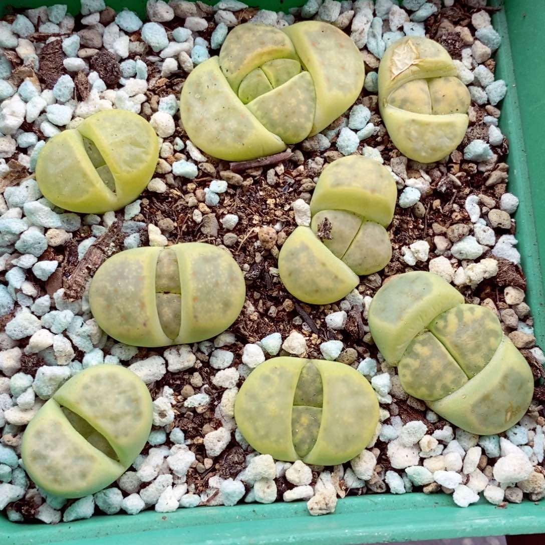 我的小姐姐们都是164