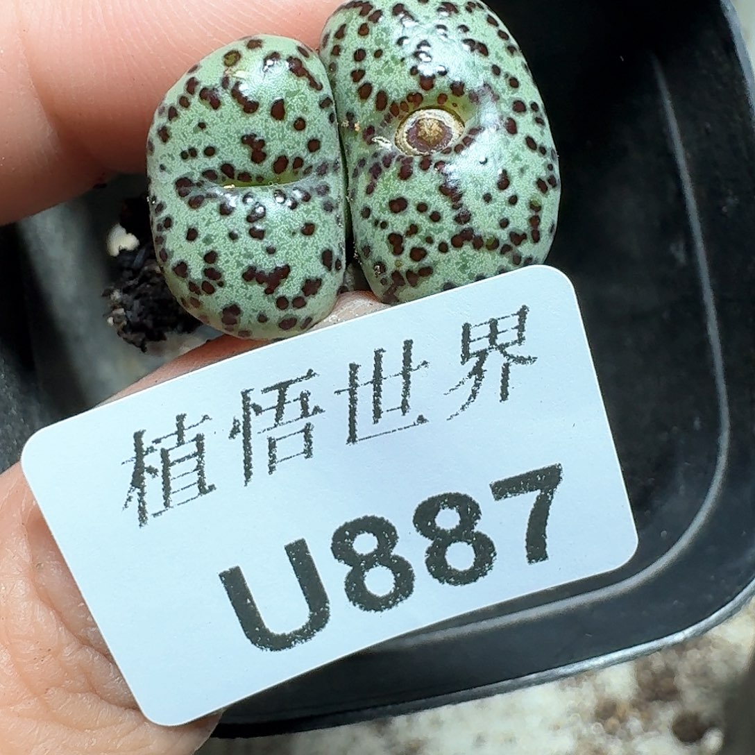 887号多肉植物哇x f