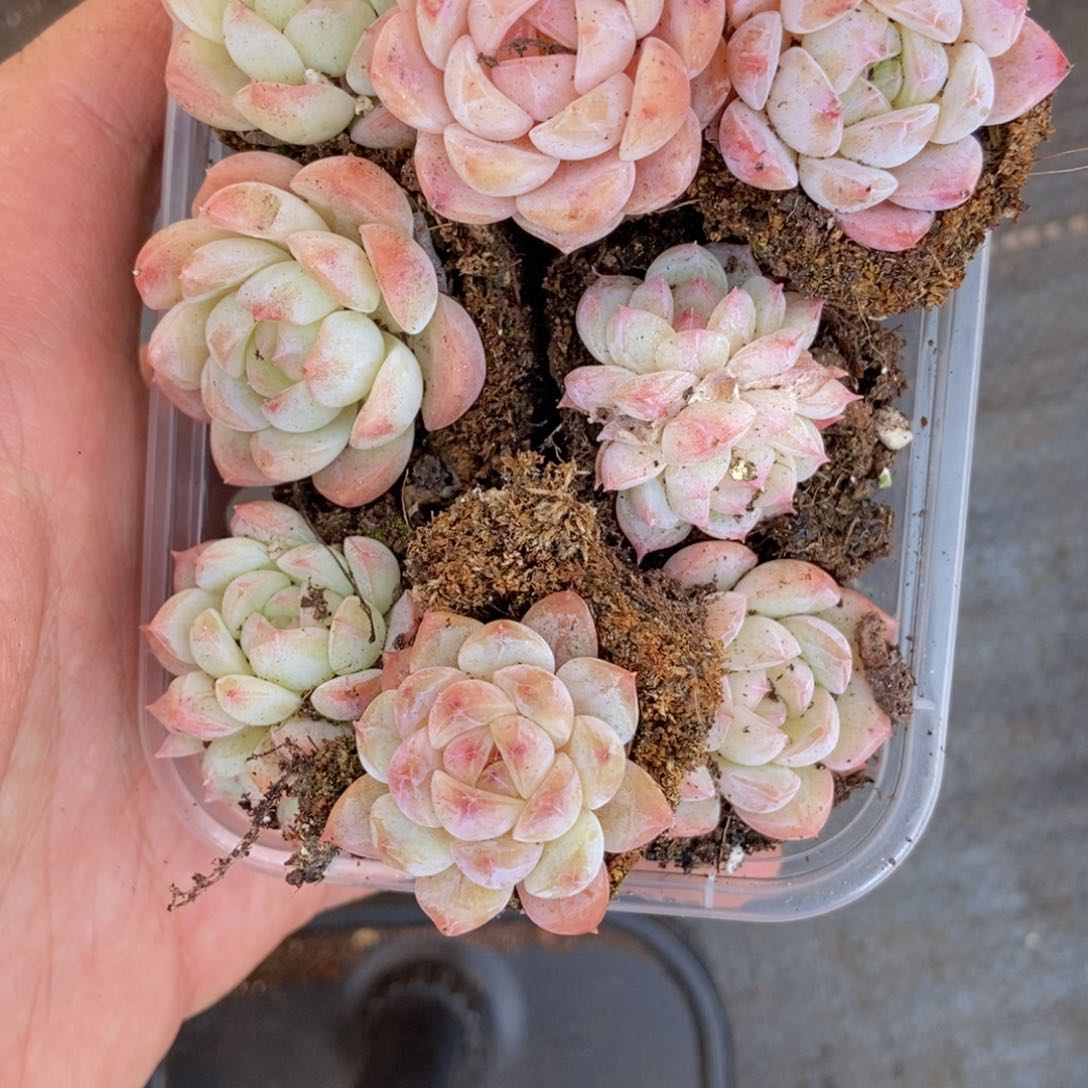 春泥家框拍链接R16