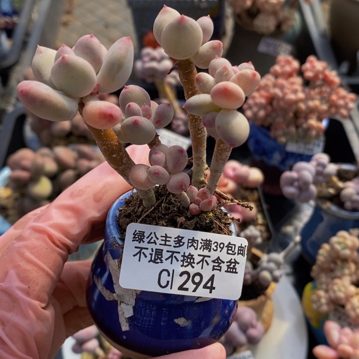 四代苹果奶6cm294多肉植物
