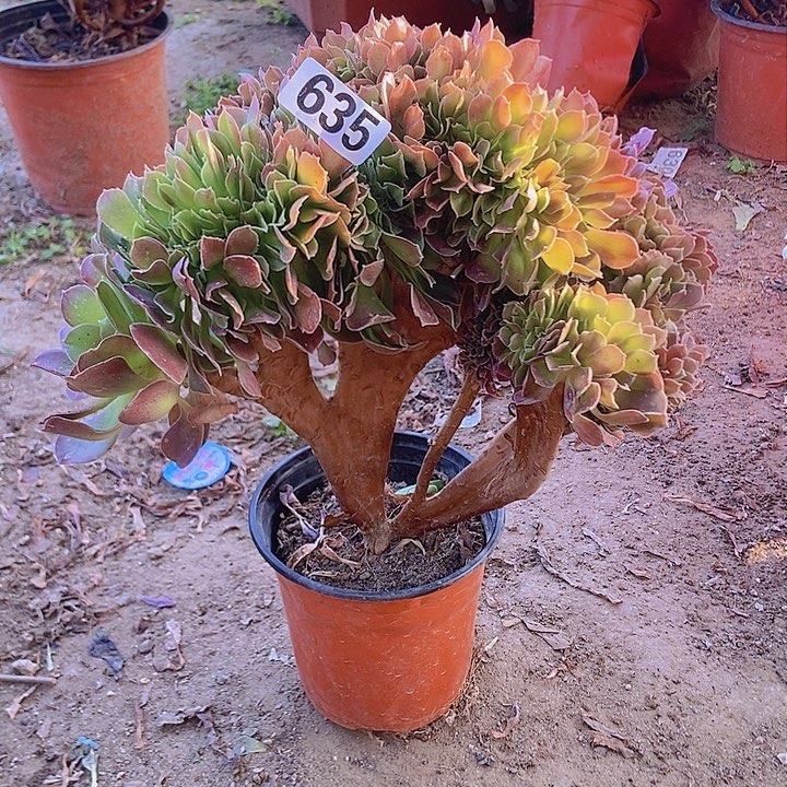 635玫瑰法师缀老板子法师