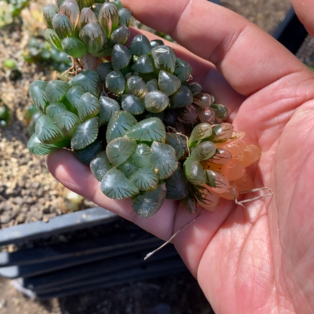 小***子575 一组福利。   