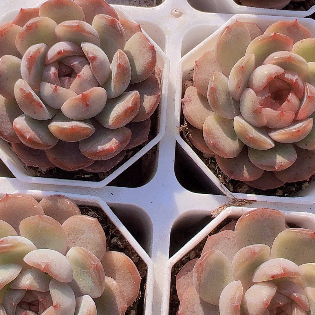 大包子红恋19包邮多肉