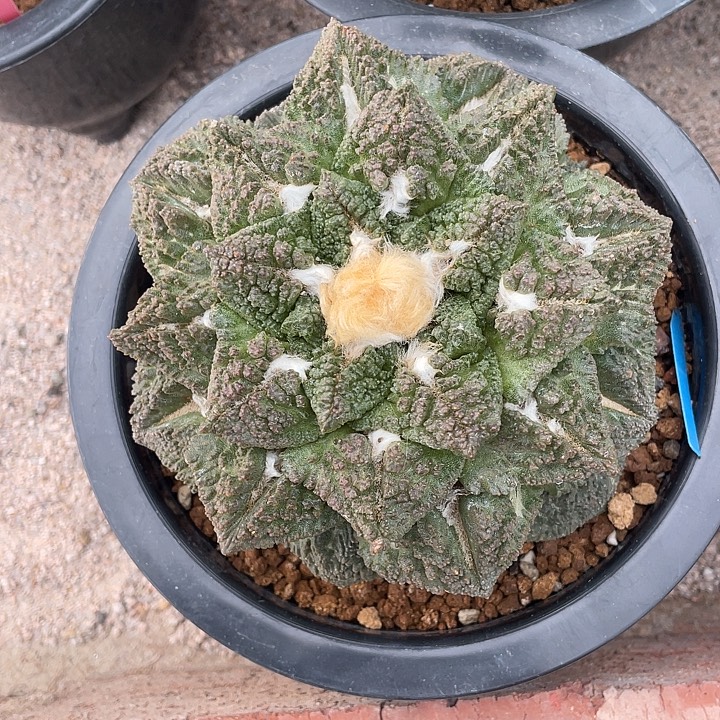 自根龟甲哥斯拉福利