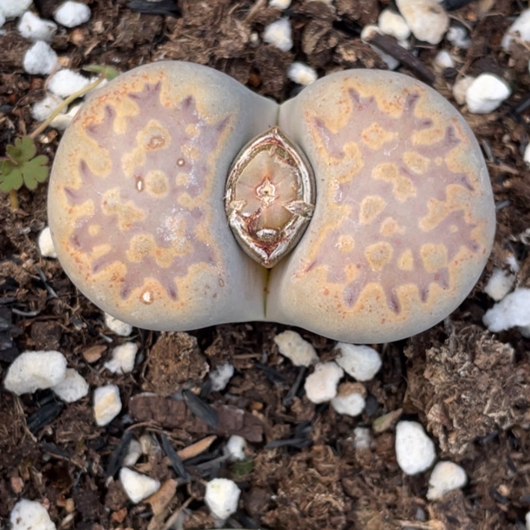 非偏远满20包邮702