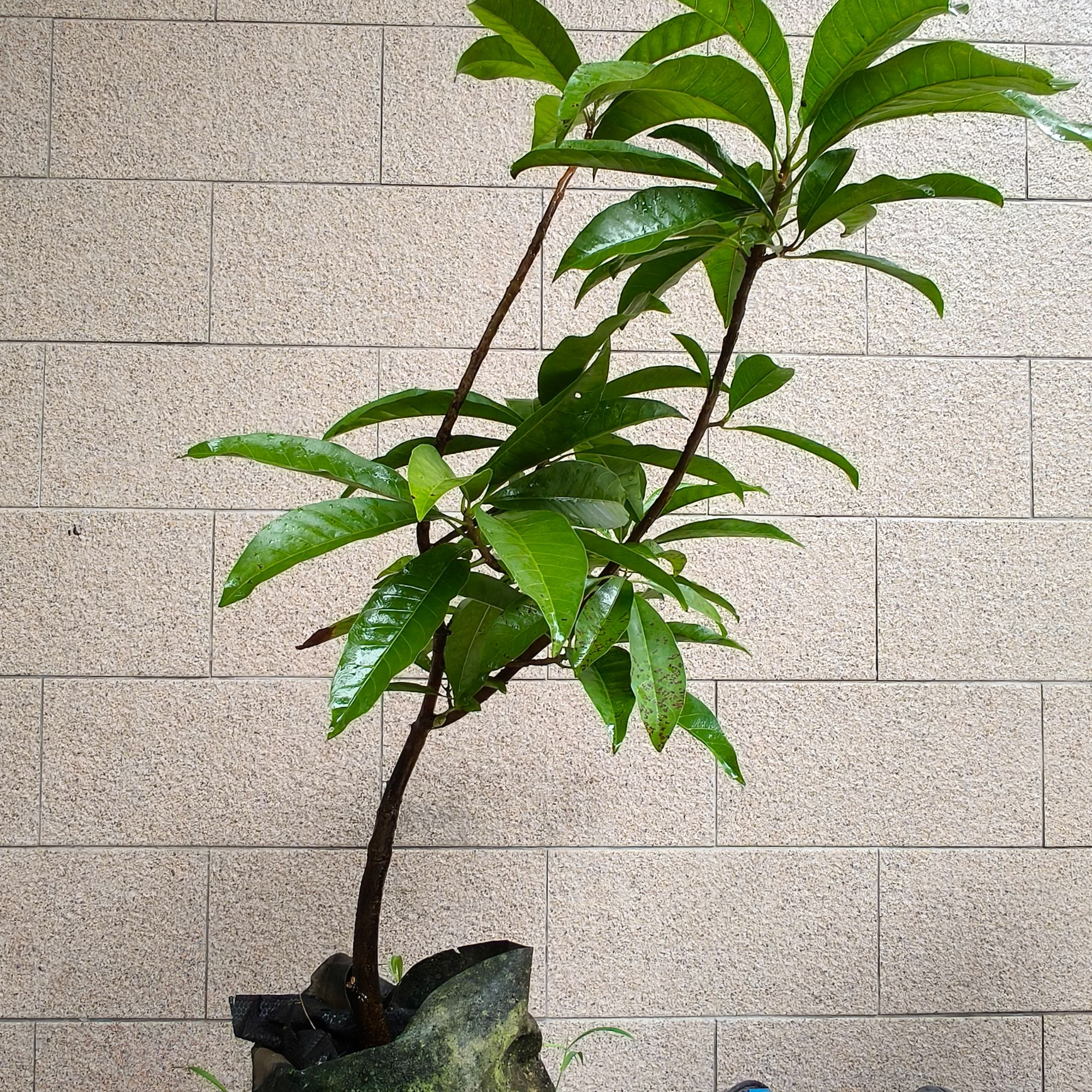 耀堂仙桃绿植盆栽地栽庭院栽