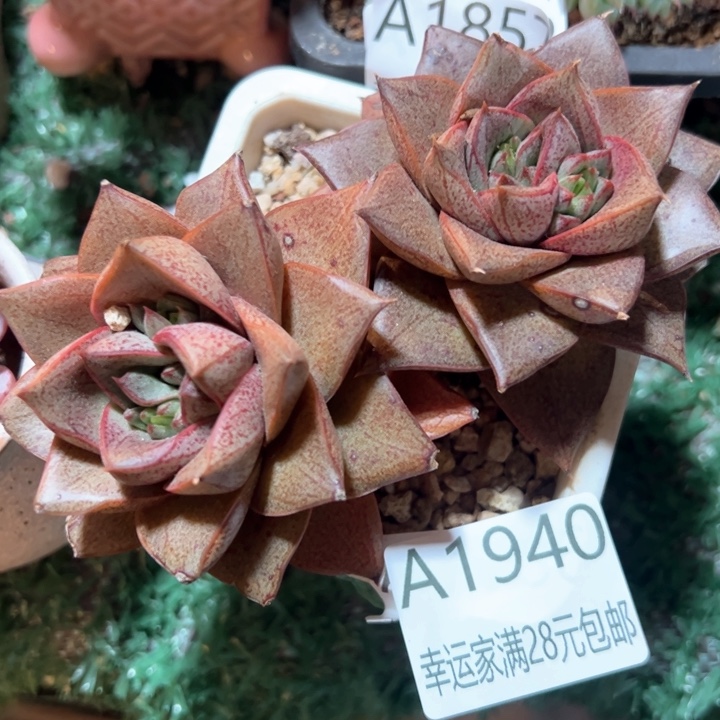 幸运的是我的朋友