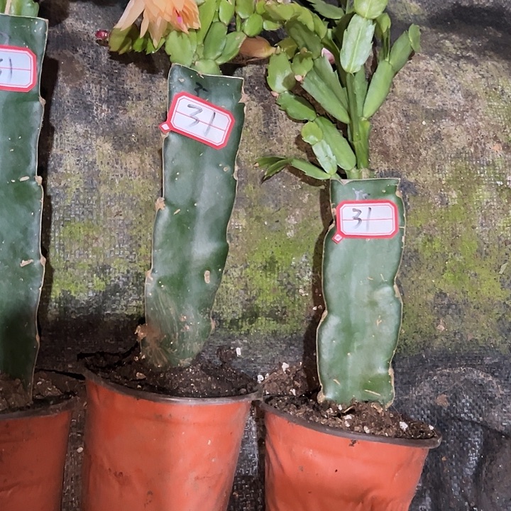 珍***珍，31号带盆017.037雅丝