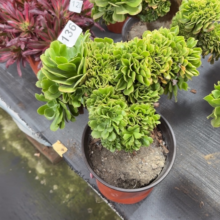 时***：多肉植物绿羊绒缀136