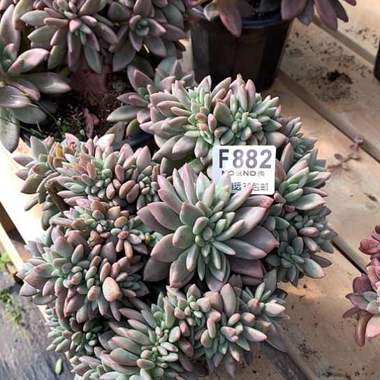 桃花源缀化882 退款拉黑需延迟发货