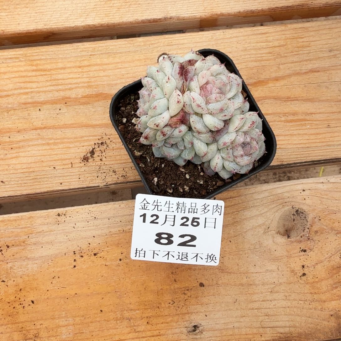 满***肉1225-82南柯梦群生