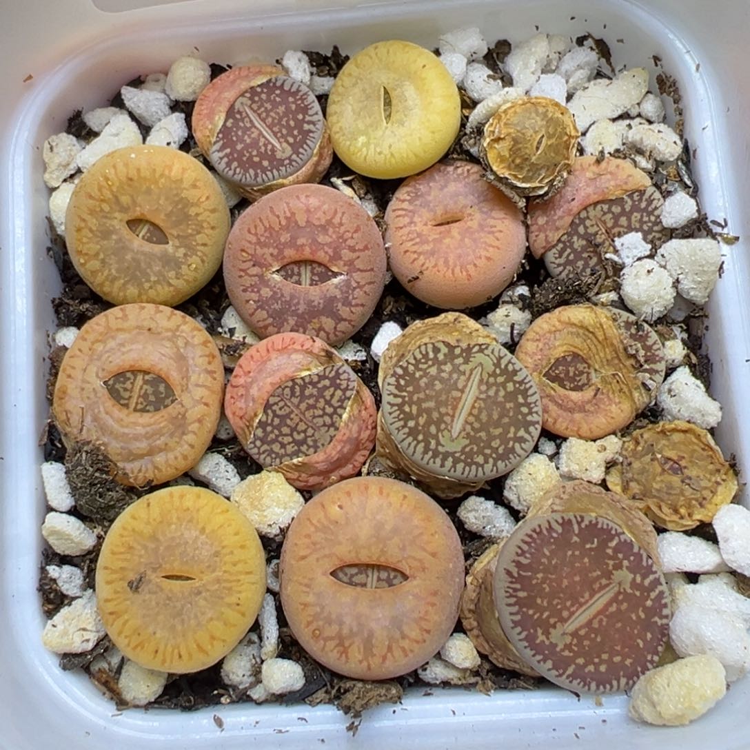 【闪购商品】2942……