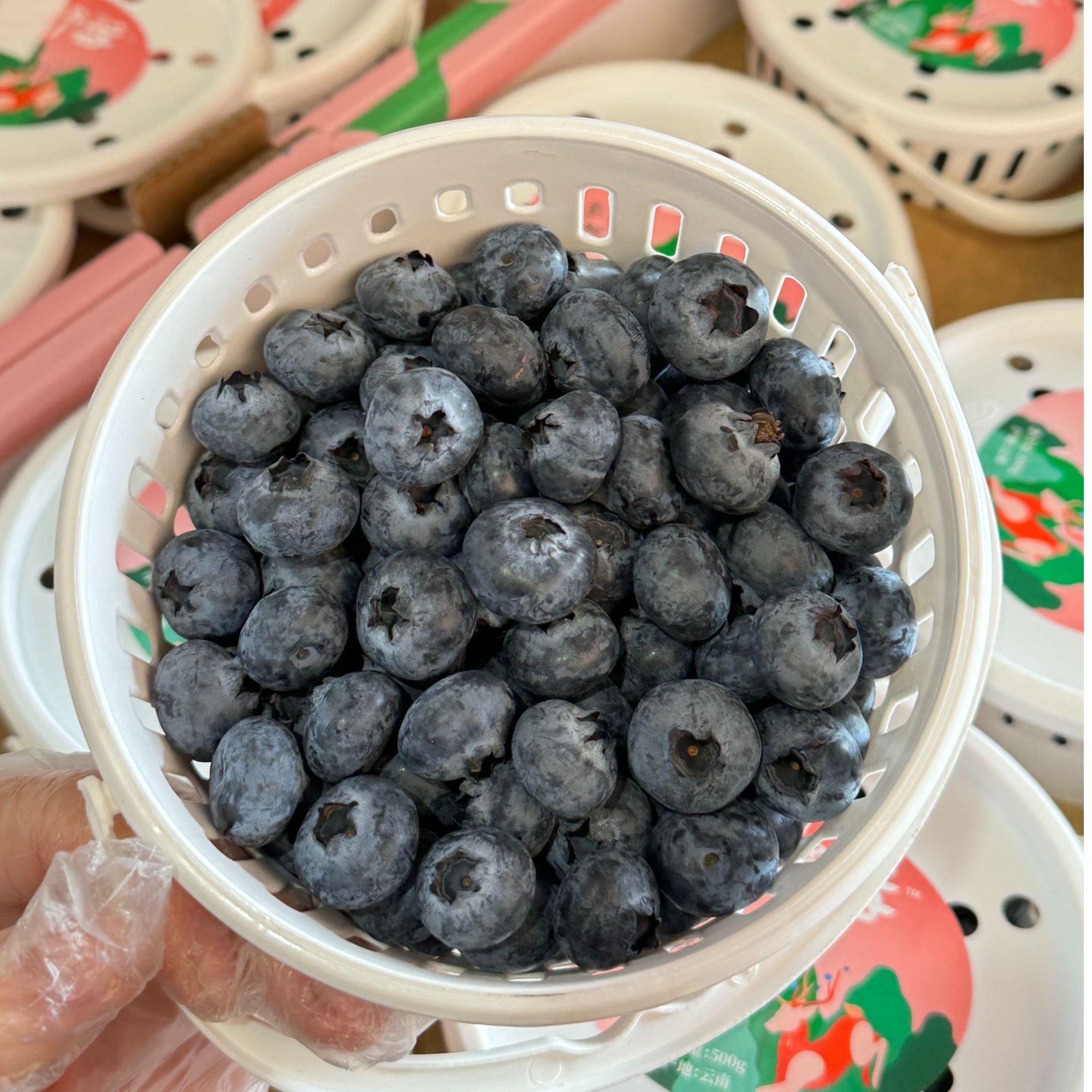 【云南L25花香蓝莓】新鲜蓝莓云南L25花香蓝莓桶装发货云南省