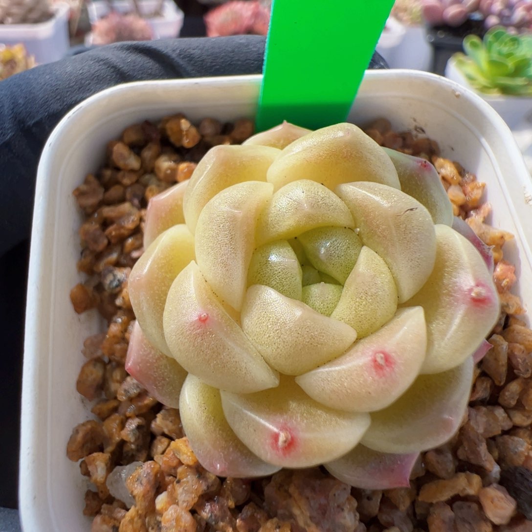 20.9 星宝精品多肉