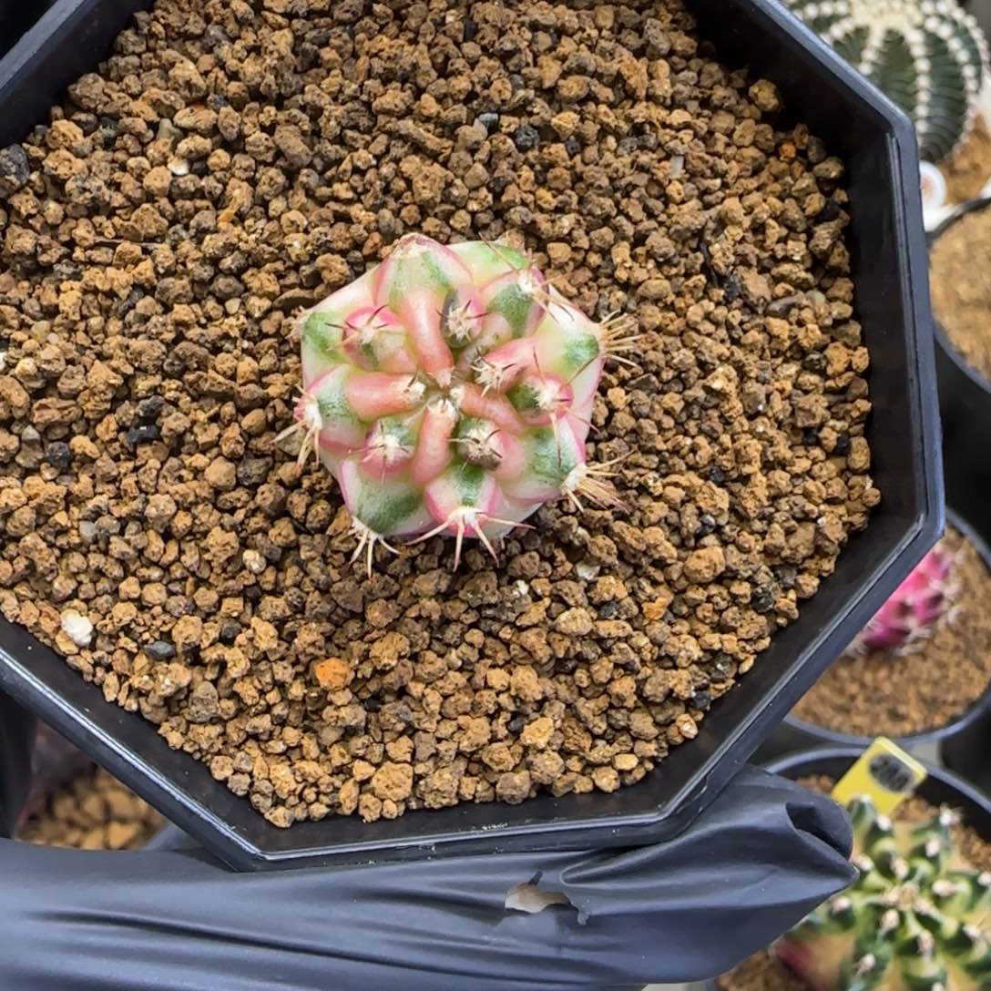 小***魔45泰系名品侧芽露娜