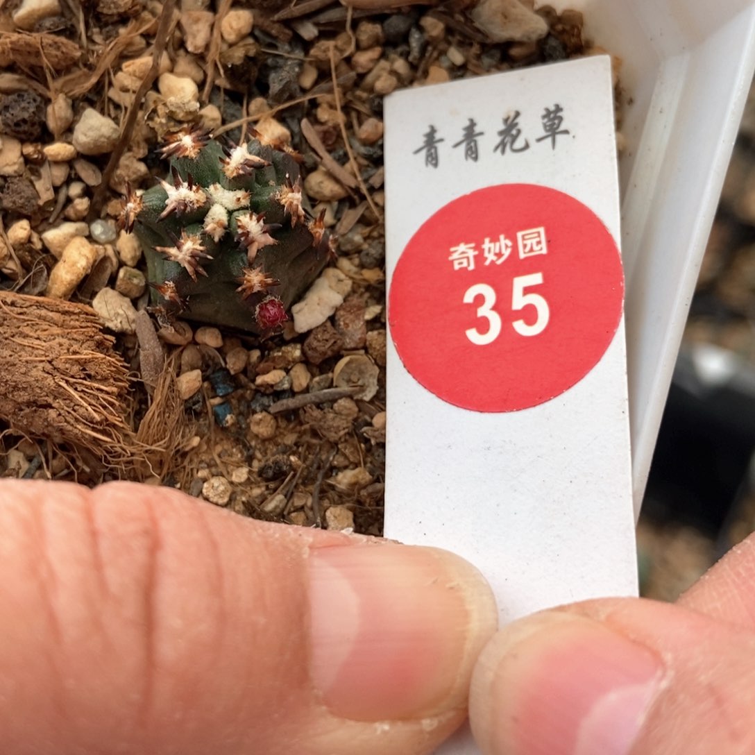 实生带花苞短豪刺青花虾1.8cm