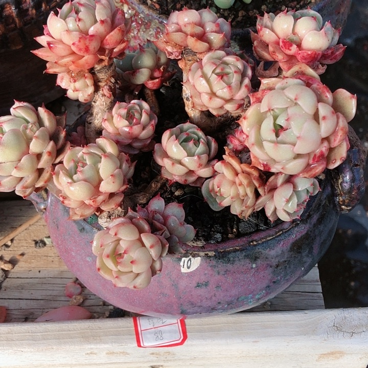 【闪购商品】柒*七宝苯芭