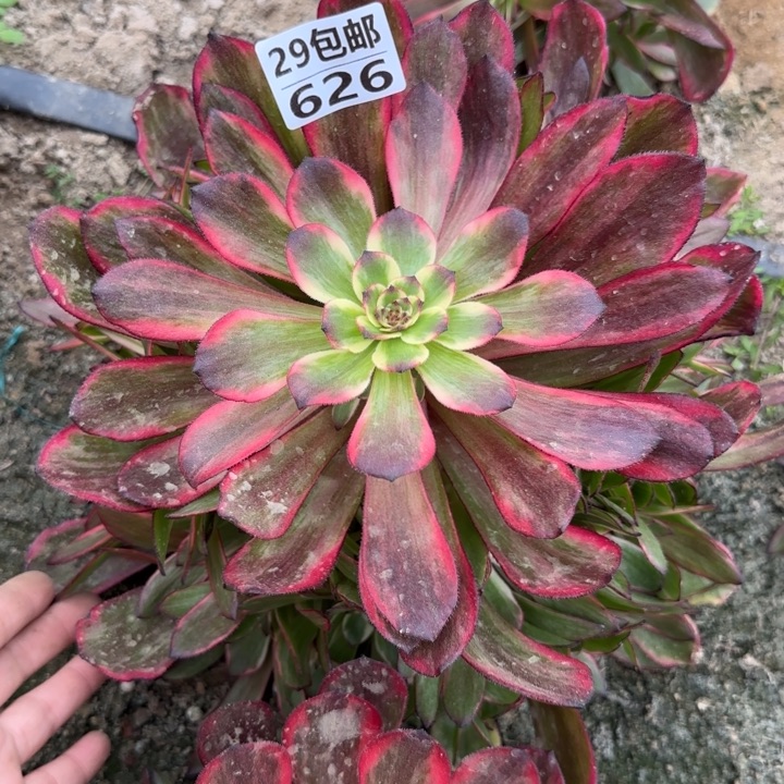 烟花……多肉植物……