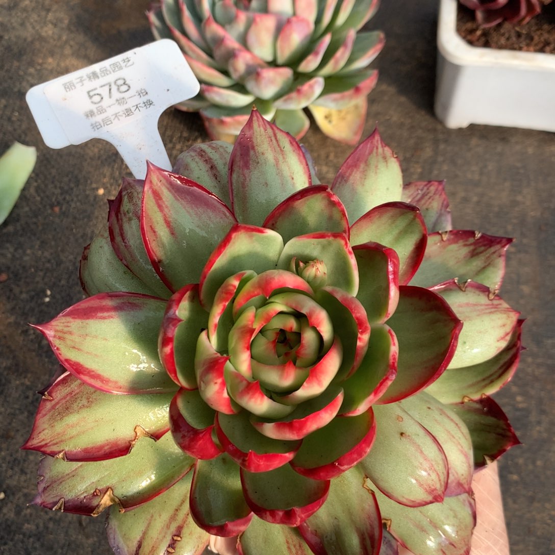578号多肉植物惊鸿18