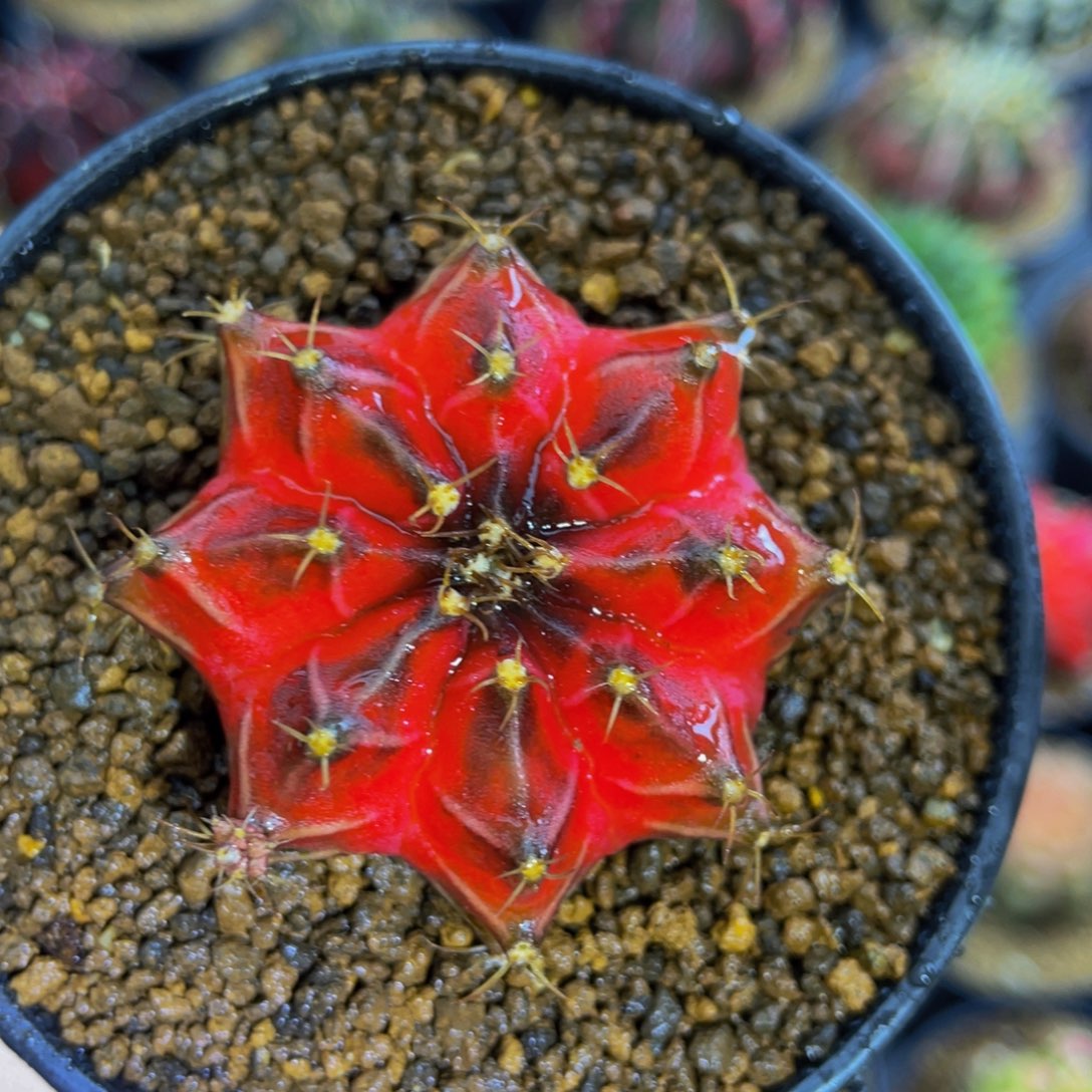 米哈星球000000006