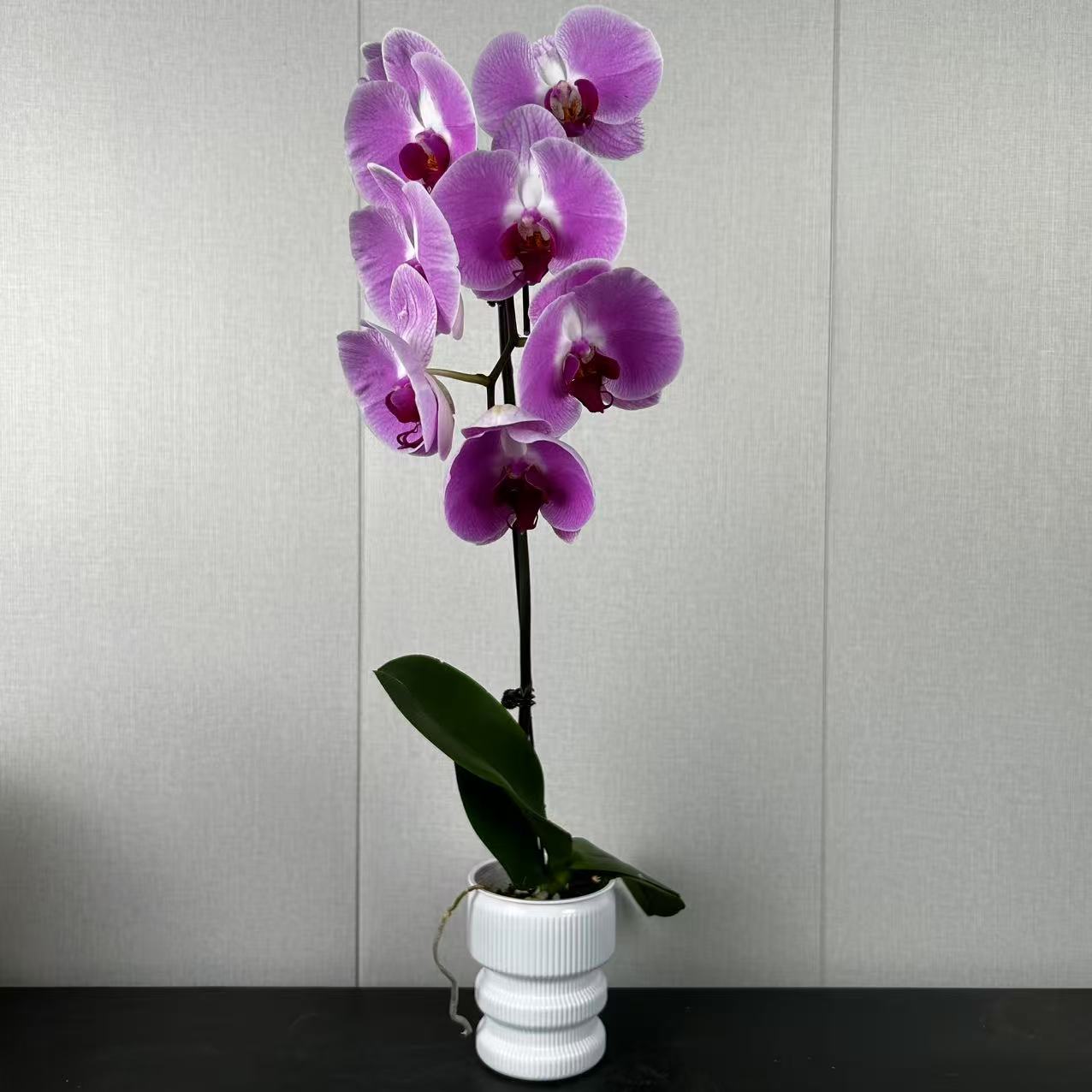 【花之漫】微瑕疵无售后（仙桃）3.0寸杯单双剑蝴蝶兰盆栽