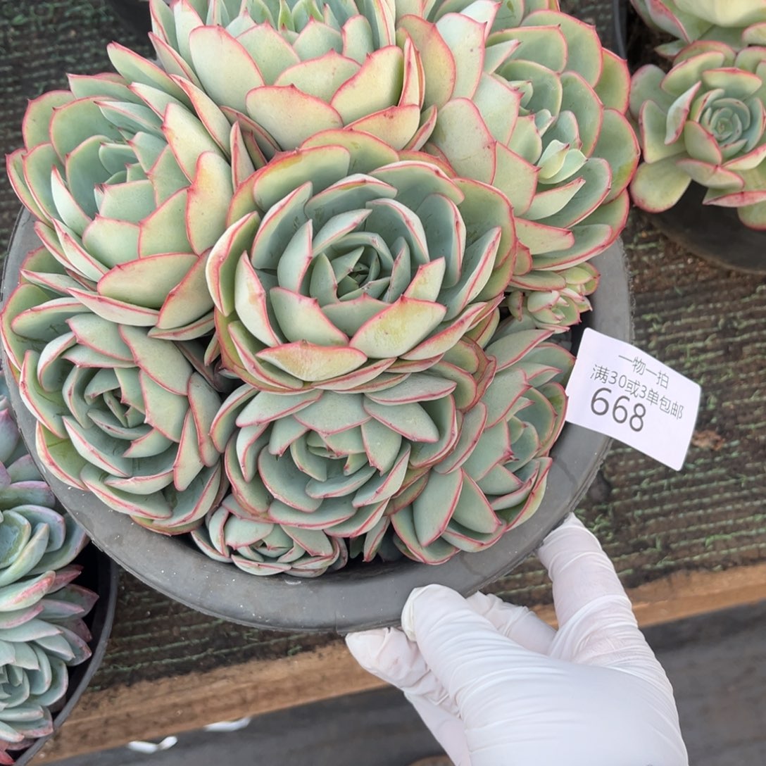 668牡丹亭多肉植物……