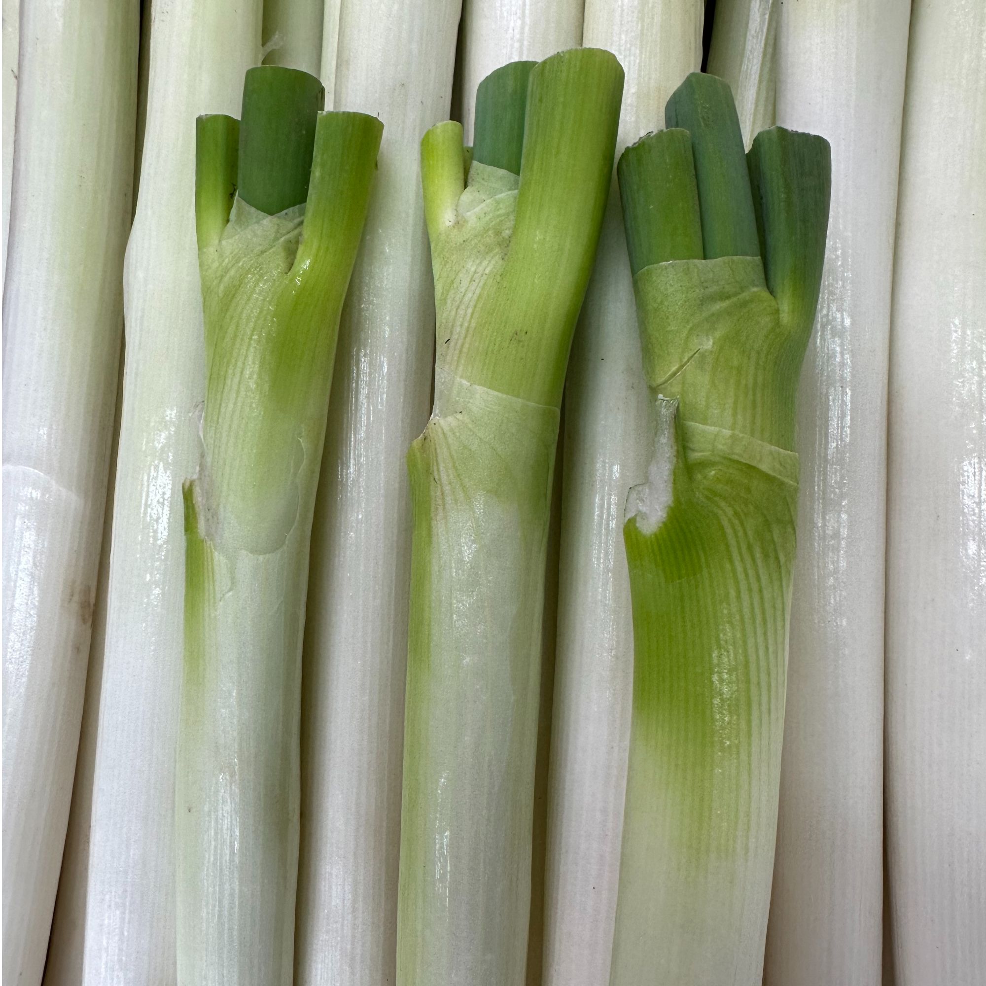 正宗山东铁杆大葱带皮去皮去叶现挖现发新鲜蔬菜3斤5斤
