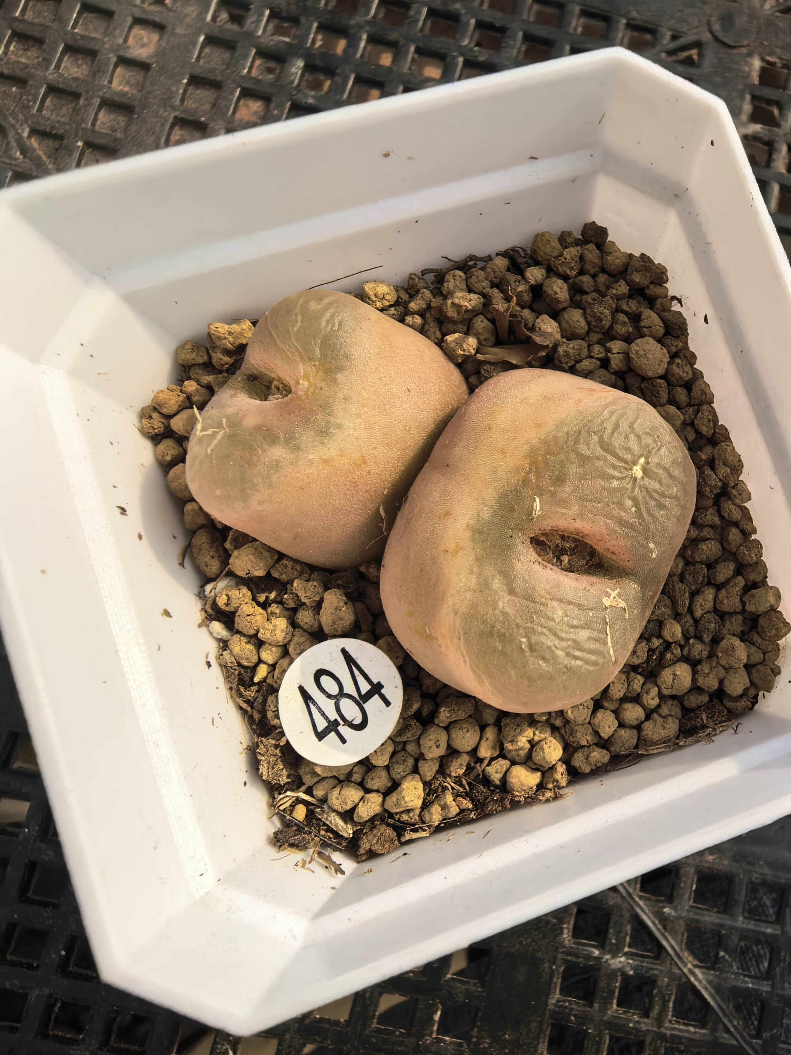 （零下拍保温箱）2.1/2.7CM多肉