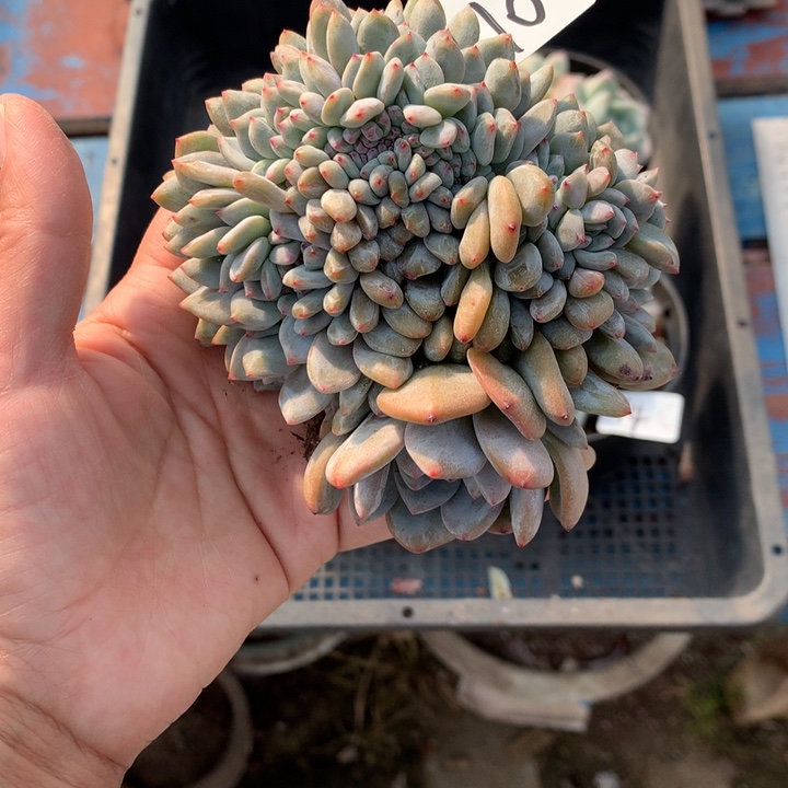 格***调112610缀嗯嗯嗯嗯嗯嗯好