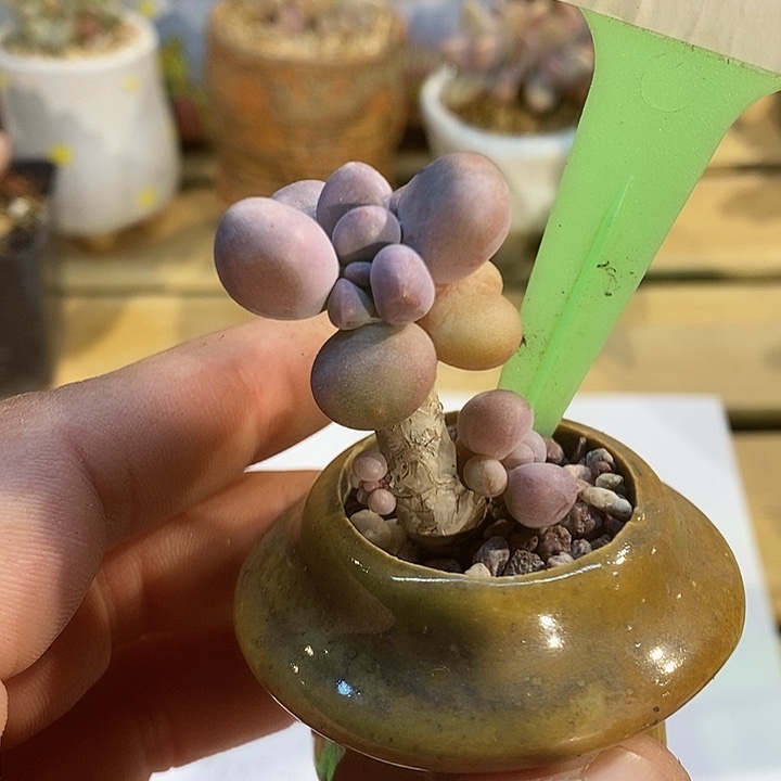 奶杂带盆393号的啊啊啊多肉啊啊