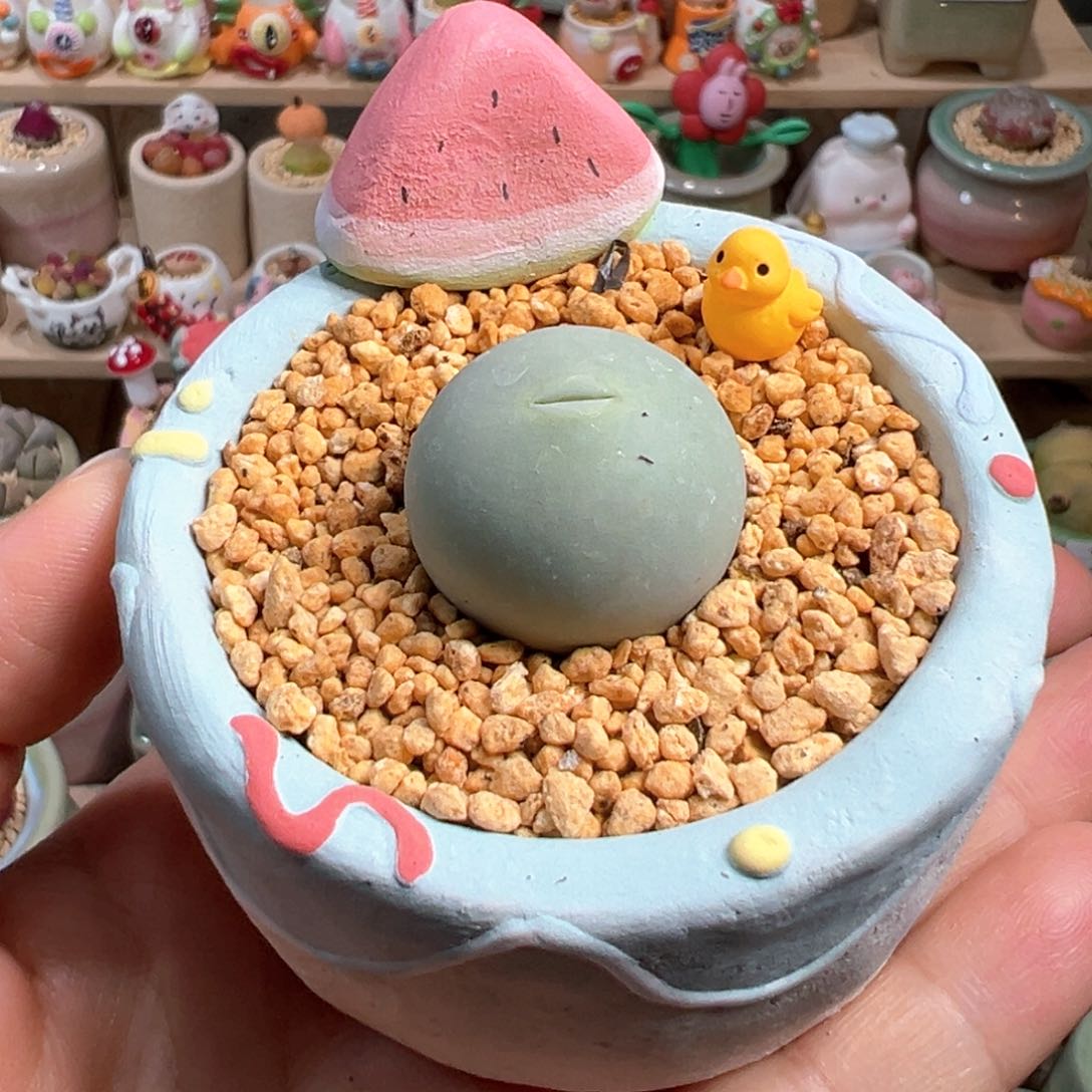 多肉植物66号鸽子蛋