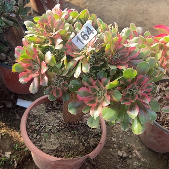 马***侠一颗多肉法师植物