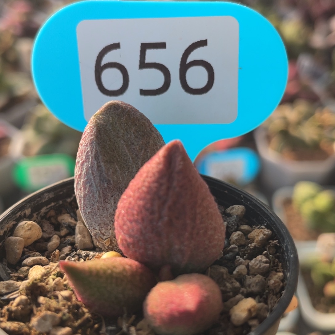     福利。          656